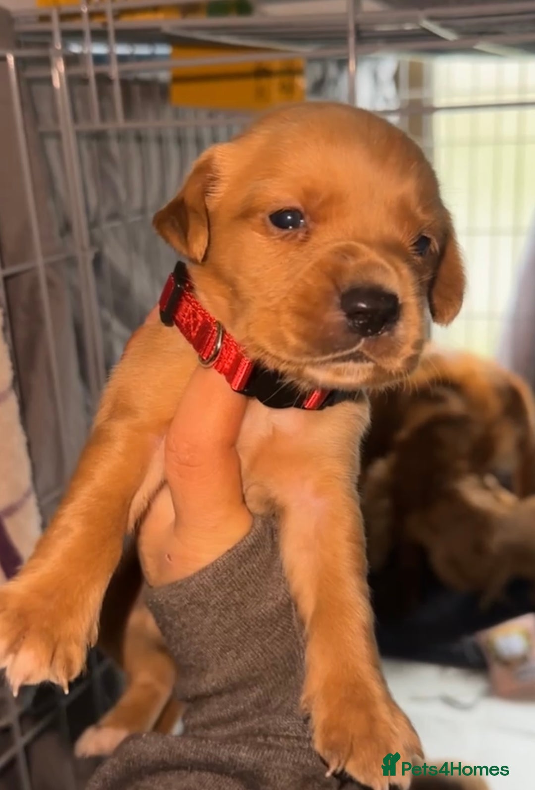 Cockerdor dogs for sale: Cockerdor puppies - Advert 4