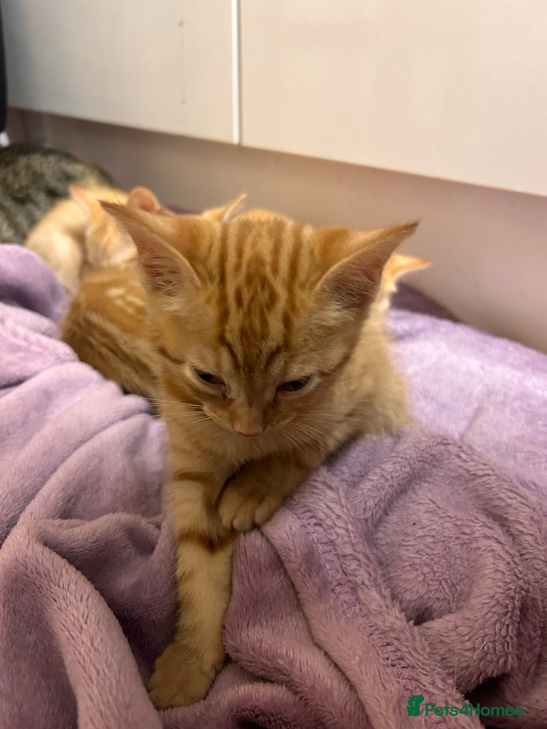 Domestic Shorthair cats for sale: 3 ginger kittens  - Image 7
