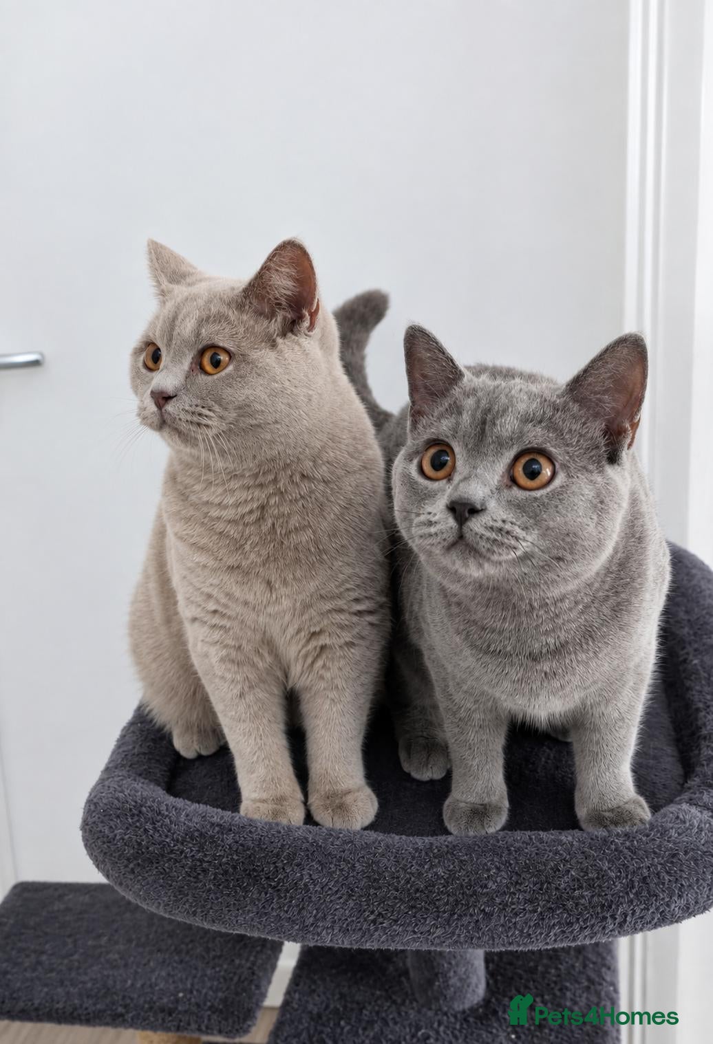 British Shorthair cats 🐾 Two Beautiful British Shorthair kittens 🐾 - Advert 1