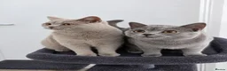 British Shorthair cats for sale: 🐾 Two Beautiful British Shorthair kittens 🐾 - Advert 1