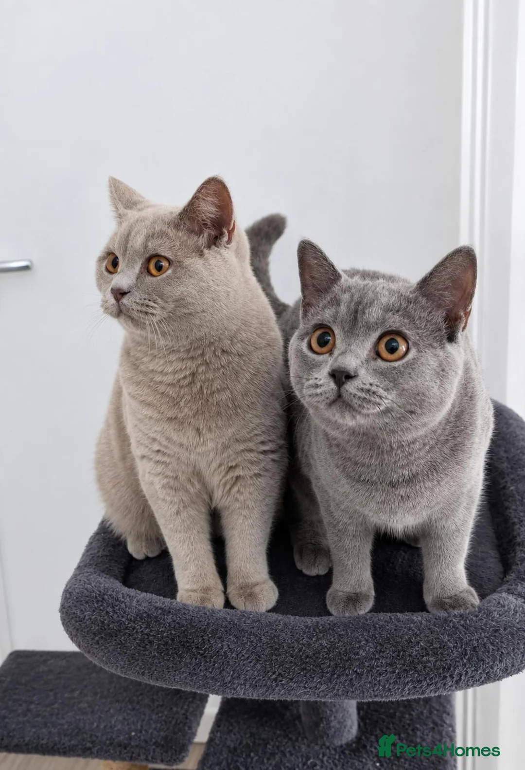 British Shorthair cats for sale: 🐾 Two Beautiful British Shorthair kittens 🐾 - Advert 1