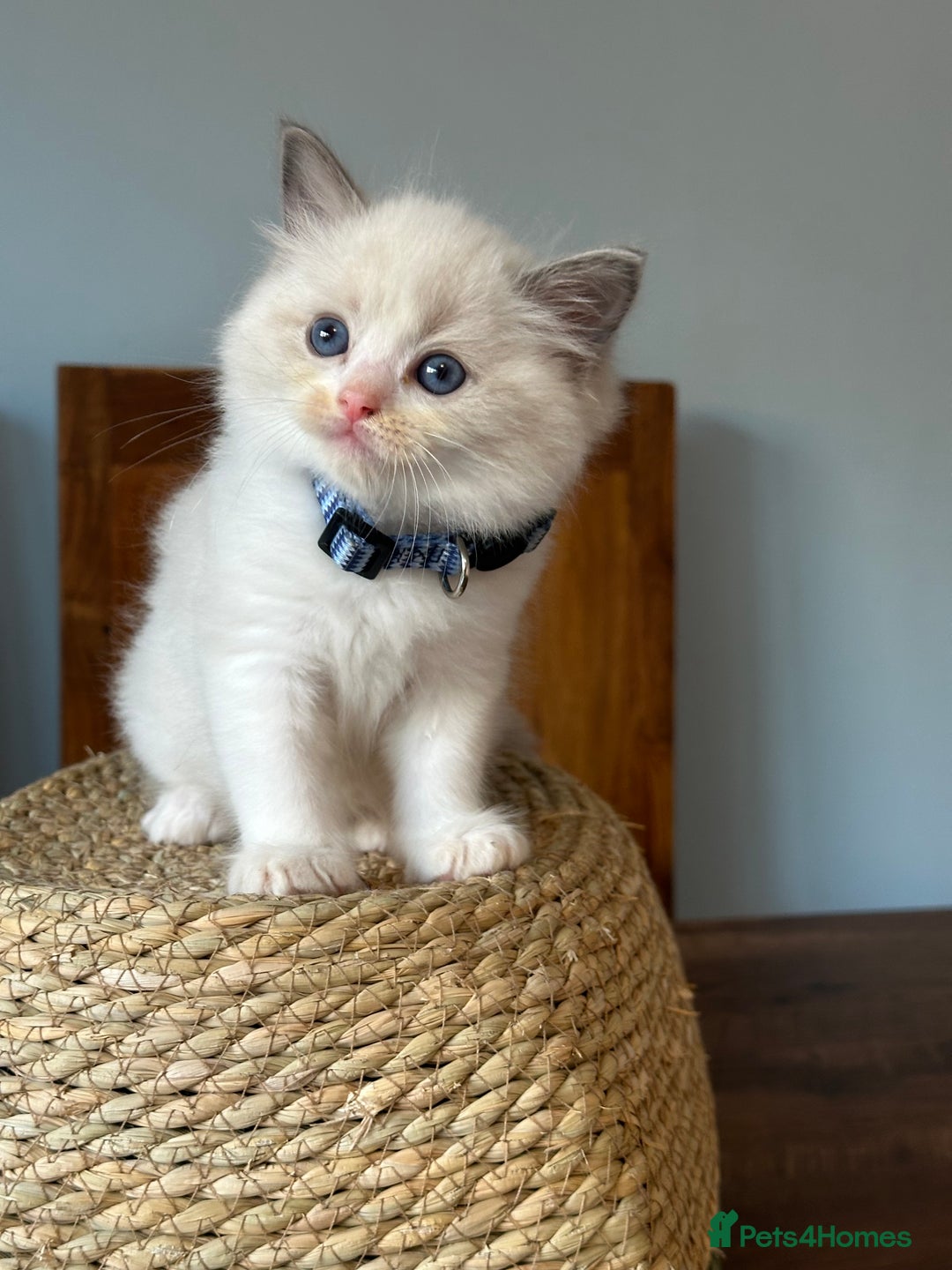 Ragdoll cats for sale: TICA Registered Ragdoll Kittens - Image 16
