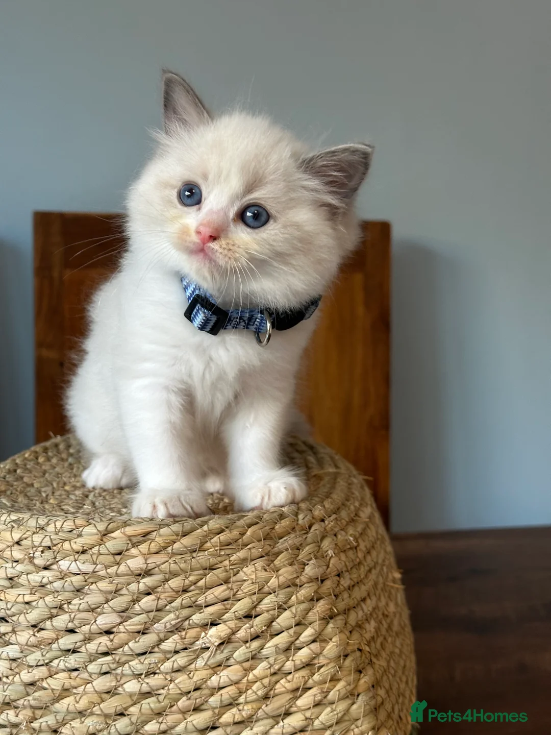 Ragdoll cats for sale:  ACTIVE CAT OR pet TICA Registered Ragdoll Kittens - Advert 25