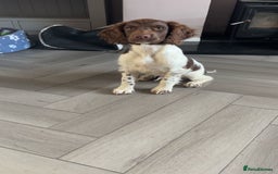 English Springer Spaniel dogs for sale: Kc fully vaccinated springer boy - Image 3