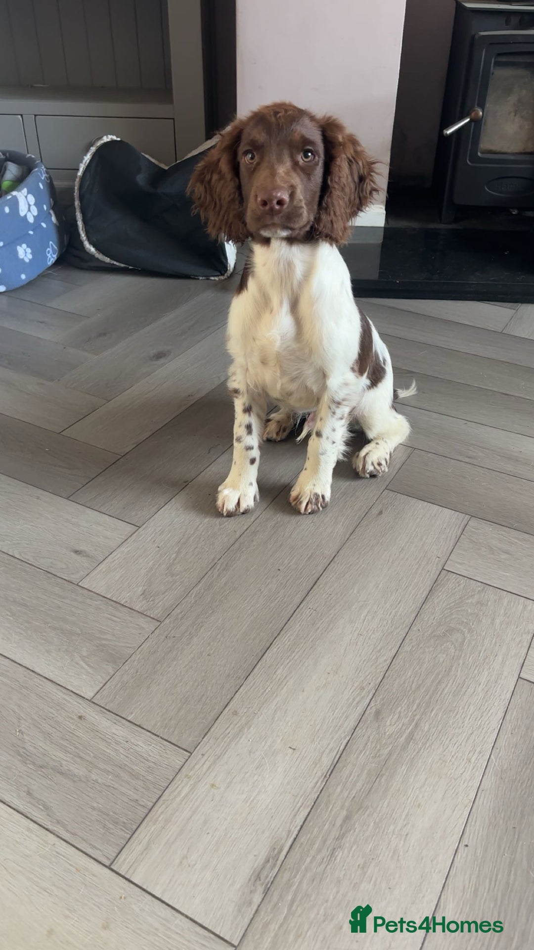 English Springer Spaniel dogs for sale: Kc fully vaccinated springer boy - Image 3