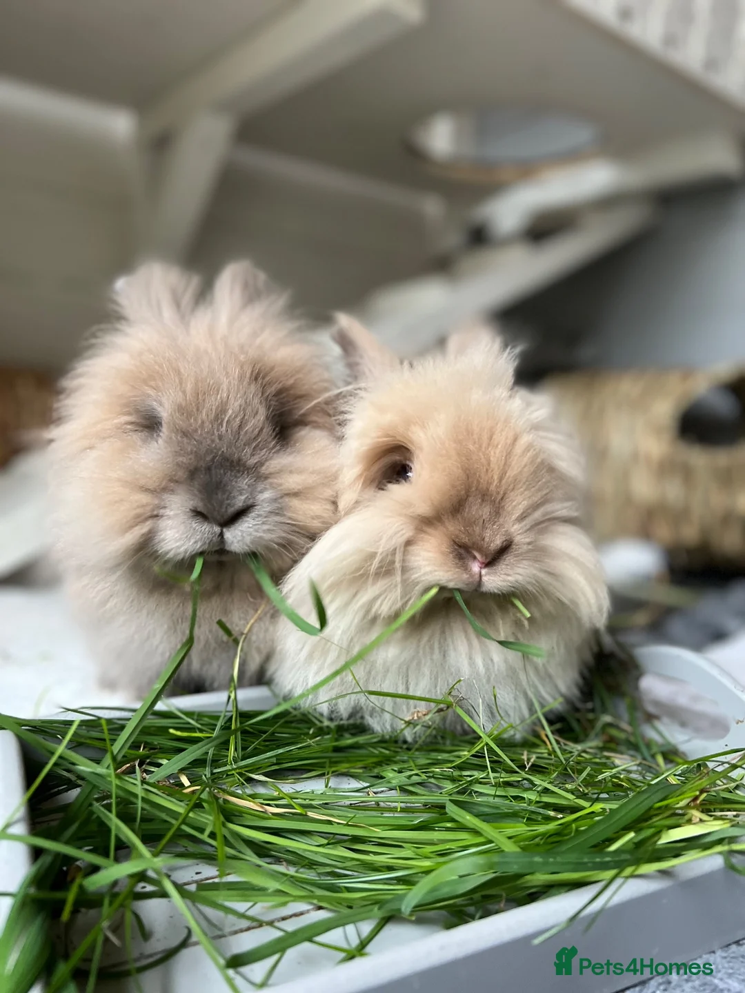 Lionhead rabbits for sale: Two bonded Lionhead rabbits  in Halstead - Advert 2