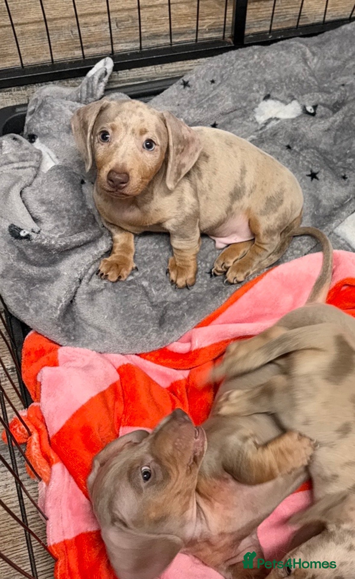 Miniature Dachshund dogs X2 Minature Dachsunds KC REGISTERED  - Advert 15