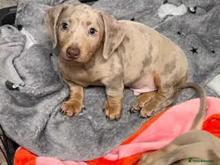 Miniature Dachshund dogs X2 Minature Dachsunds KC REGISTERED - Advert 15