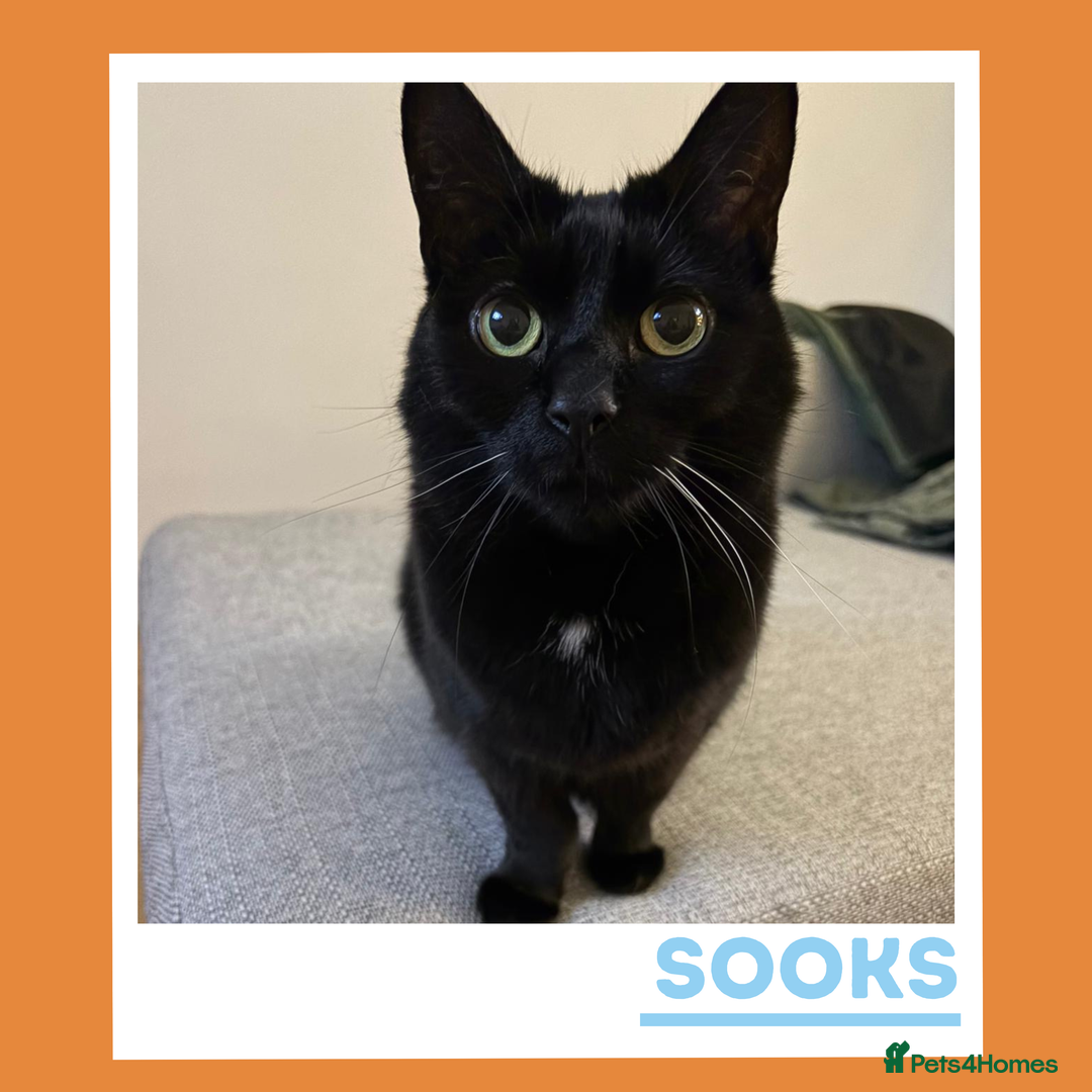 Mixed Breed cats for adoption: She's a real sook! - Advert 1