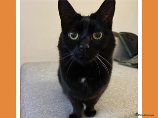 Mixed Breed cats She's a real sook! - Advert 3