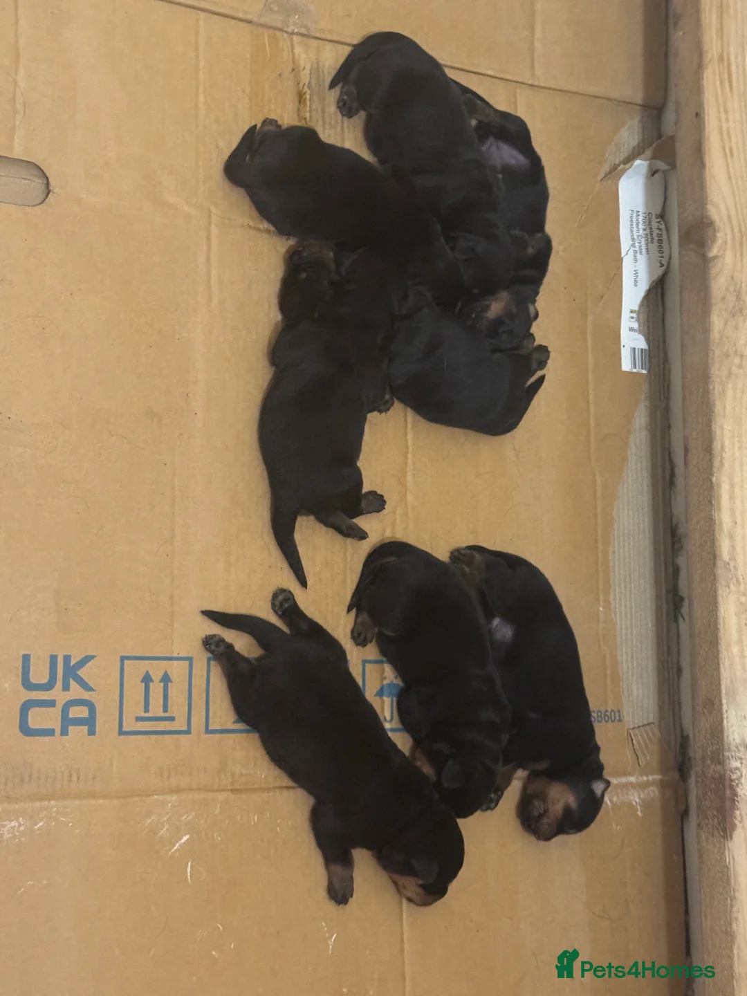 Rottweiler dogs for sale: Rottweiler puppies stunning pups born 4th Feb xx - Advert 5