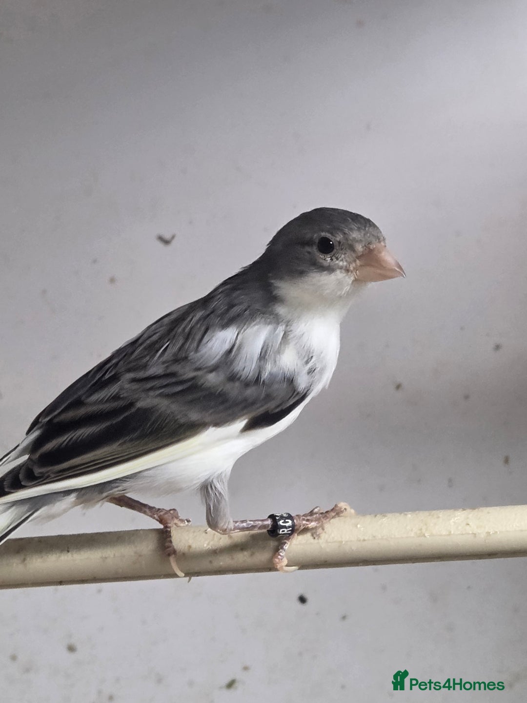 Canaries birds for sale: Fife canarys  - Advert 9