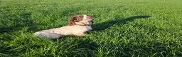 English Springer Spaniel dogs for sale: Springer Spaniel Breeding bitch - Advert 4