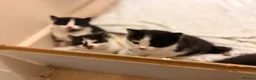 Mixed Breed cats for sale: 5 Kittens for sales  - Advert 9