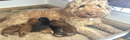 Cockapoo dogs for sale: Beautiful F2B cockapoo puppies - Advert 4