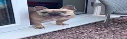 French Bulldog dogs for sale: Bruno French bulldog in Northallerton - Advert 2
