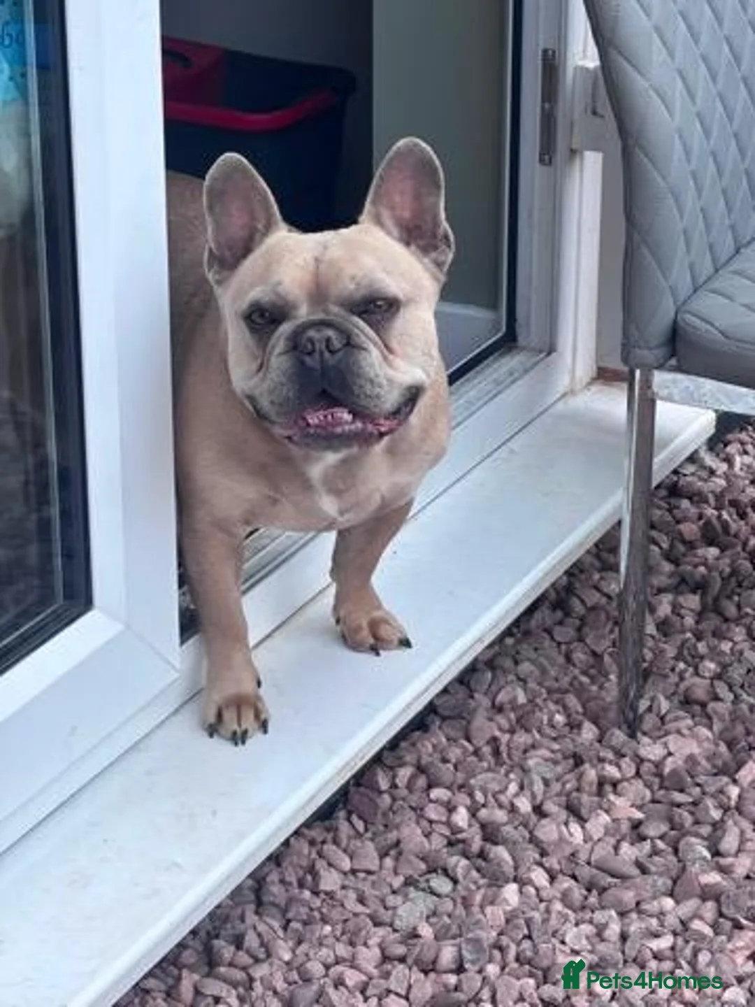 French Bulldog dogs for sale: Bruno French bulldog in Northallerton - Advert 2