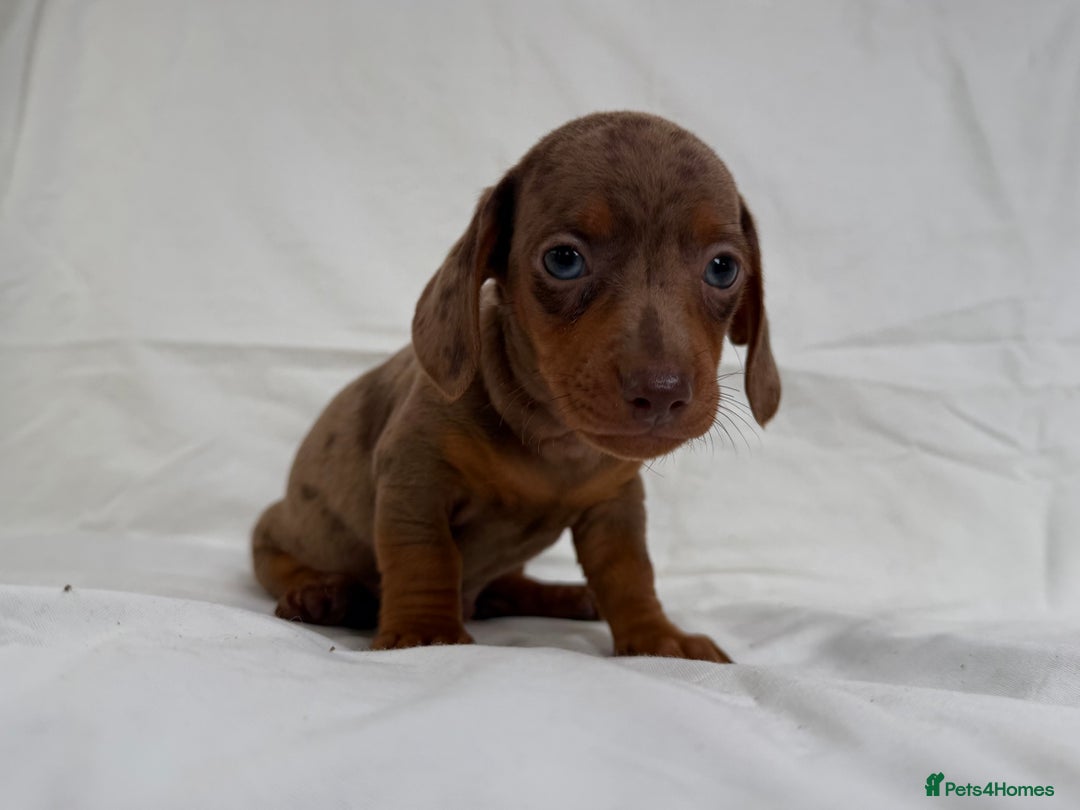 Miniature Dachshund dogs for sale: Dachshund puppy’s for sale - Image 10