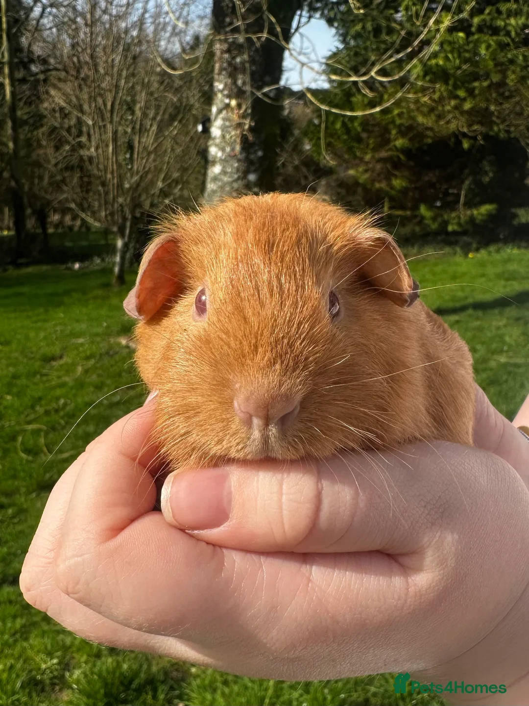 Guinea Pig rodents for sale: Saffron Boar - Advert 2