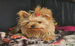 Yorkshire Terrier dogs for stud: YORKSHIRE TERRIER 🐶FULL KC REG.🐶 in London - Image 1