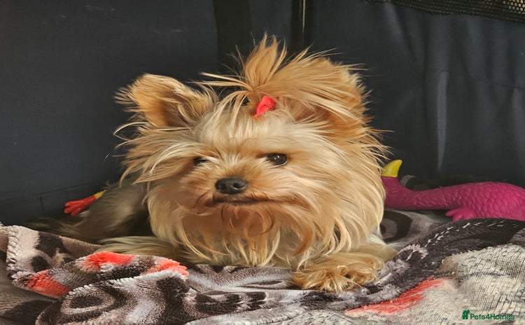 Yorkshire Terrier dogs in London - Advert 16