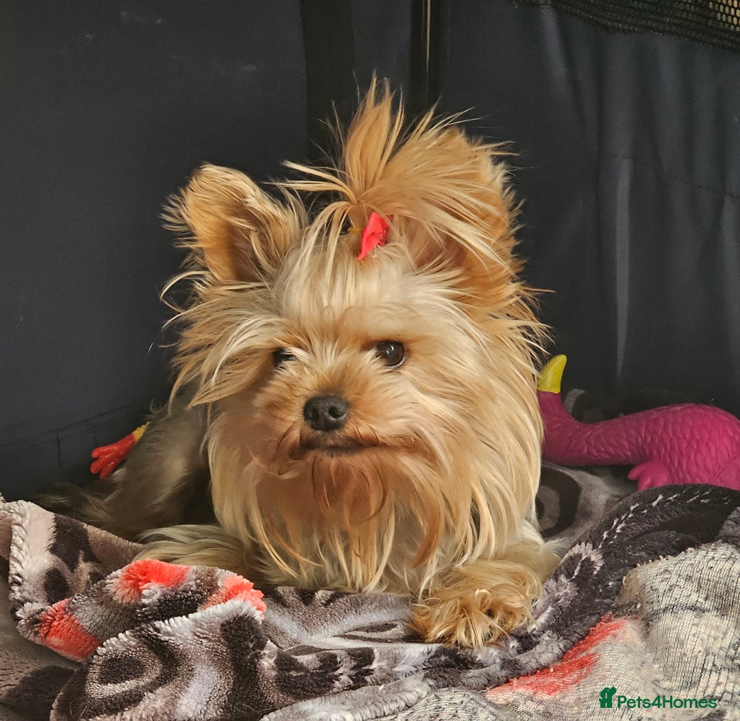 Yorkshire Terrier dogs for stud: YORKSHIRE TERRIER 🐶FULL KC REG.🐶 in London - Image 1
