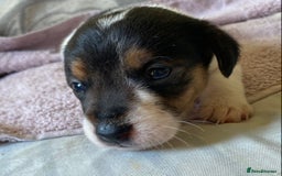 Jack Russell dogs for sale: 3 gorgeous male Jack Russells - Image 6