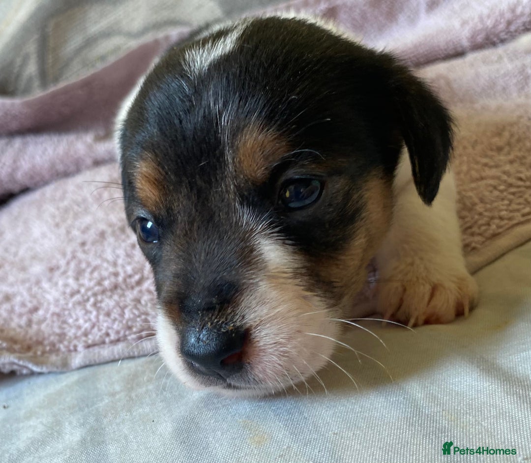 Jack Russell dogs for sale: 3 gorgeous male Jack Russells - Image 6