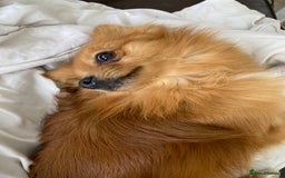 Pomeranian dogs for sale: Lovely dog for sale  - Image 1