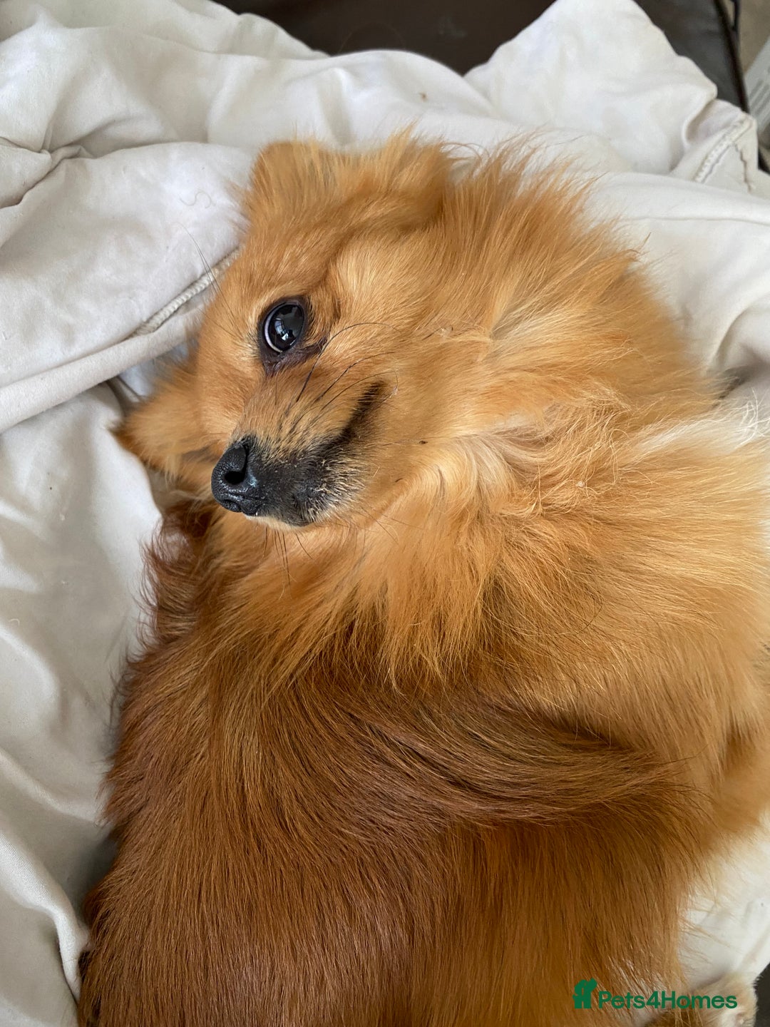 Pomeranian dogs for sale: Lovely dog for sale  - Image 1