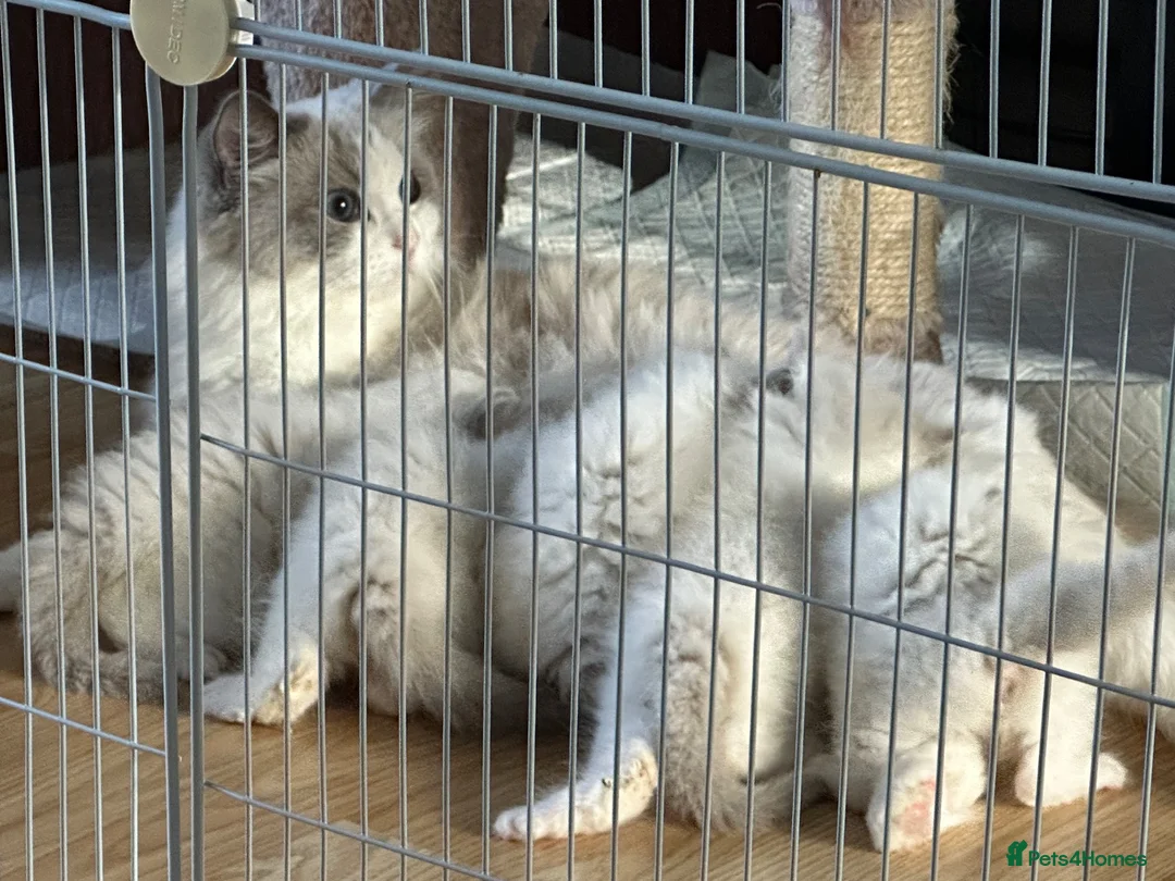 Ragdoll cats for sale: GCCF Reg Purebred Ragdoll kittens - Advert 1