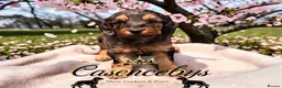 Cockapoo dogs for sale: WAITING LIST OPEN   - Advert 7