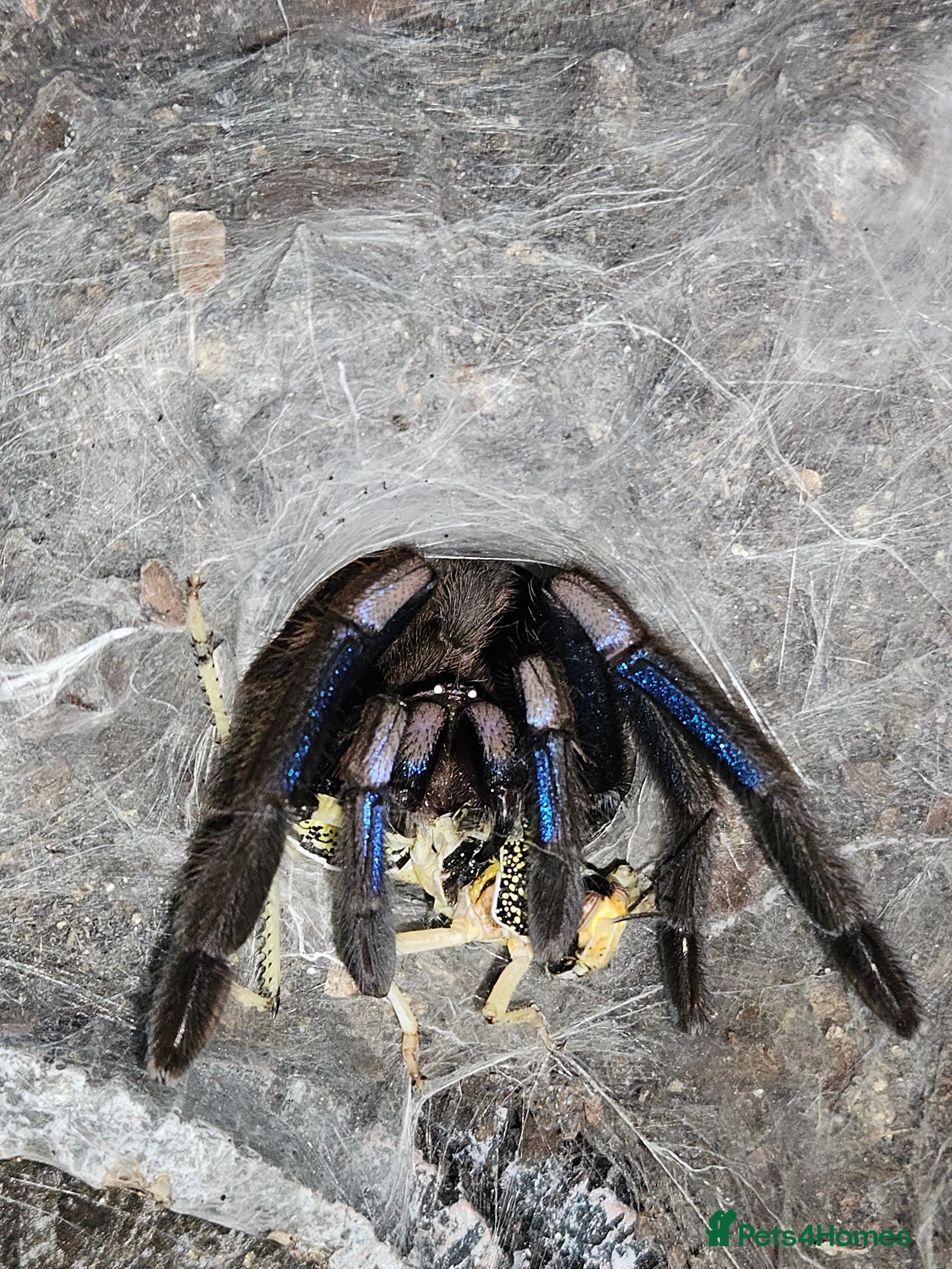 Spiders invertebrates Females and mature male  - Advert 6