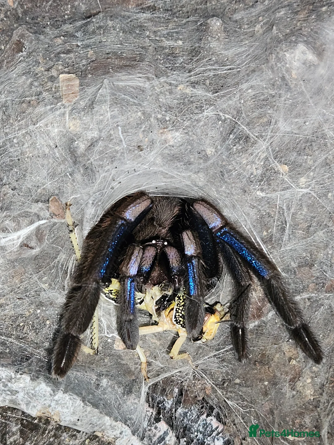 Spiders invertebrates for sale: Females and mature male  in Wolverhampton - Advert 1