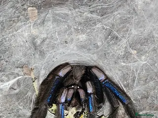 Spiders invertebrates Females and mature male - Advert 1