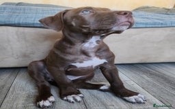 Mixed Breed dogs for sale: Bully Mix pups ‼️Reduced‼️ in Dagenham - Image 21