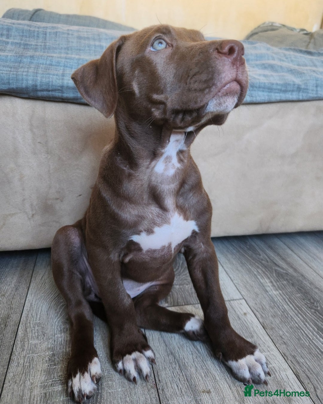 Mixed Breed dogs for sale: Bully Mix pups ‼️Reduced‼️ in Dagenham - Image 21