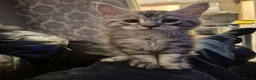 Maine Coon cats for sale: Amazing mainecoons. - Advert 5