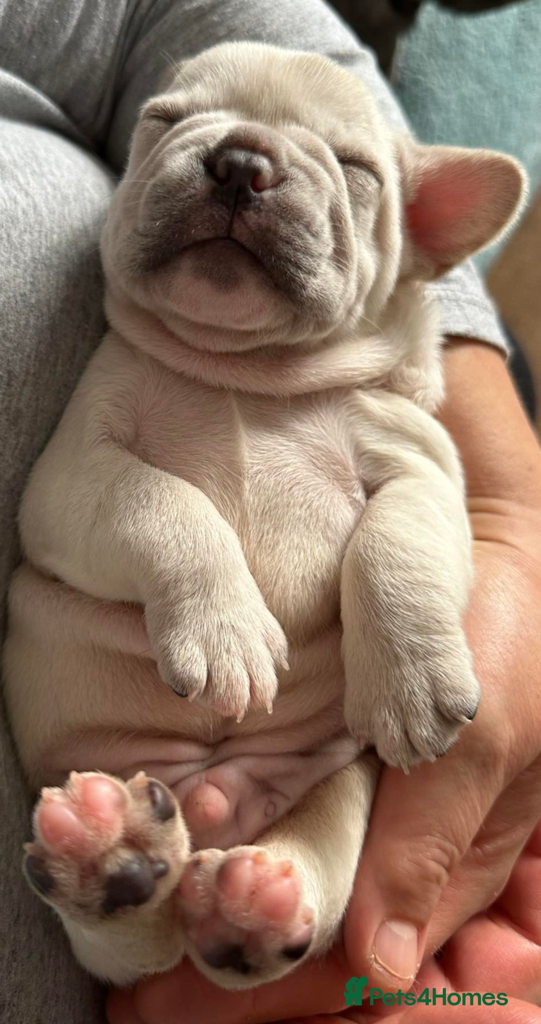 French Bulldog dogs for stud: 5 PANEL HEALTH CLEAR CHARLIE VERY WELL PROVEN! - Image 21