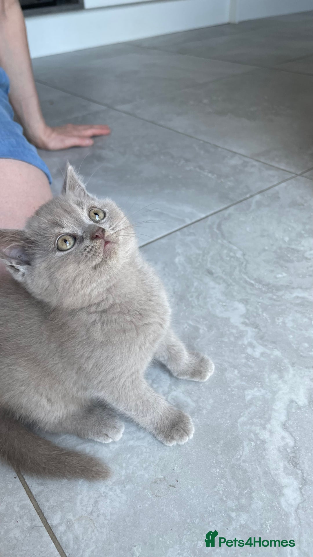 British Shorthair cats for stud: Lilac gccf stud blood group Ab in Birmingham - Advert 5