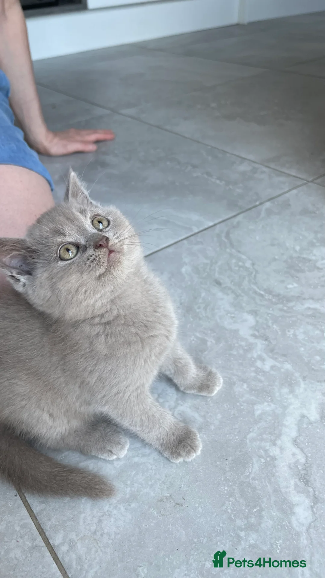 British Shorthair cats for stud: Lilac gccf stud blood group Ab in Birmingham - Advert 5