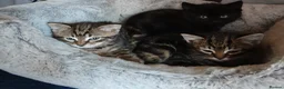 British Shorthair cats for sale: Black and tabby kittens looking for a new home - Advert 3