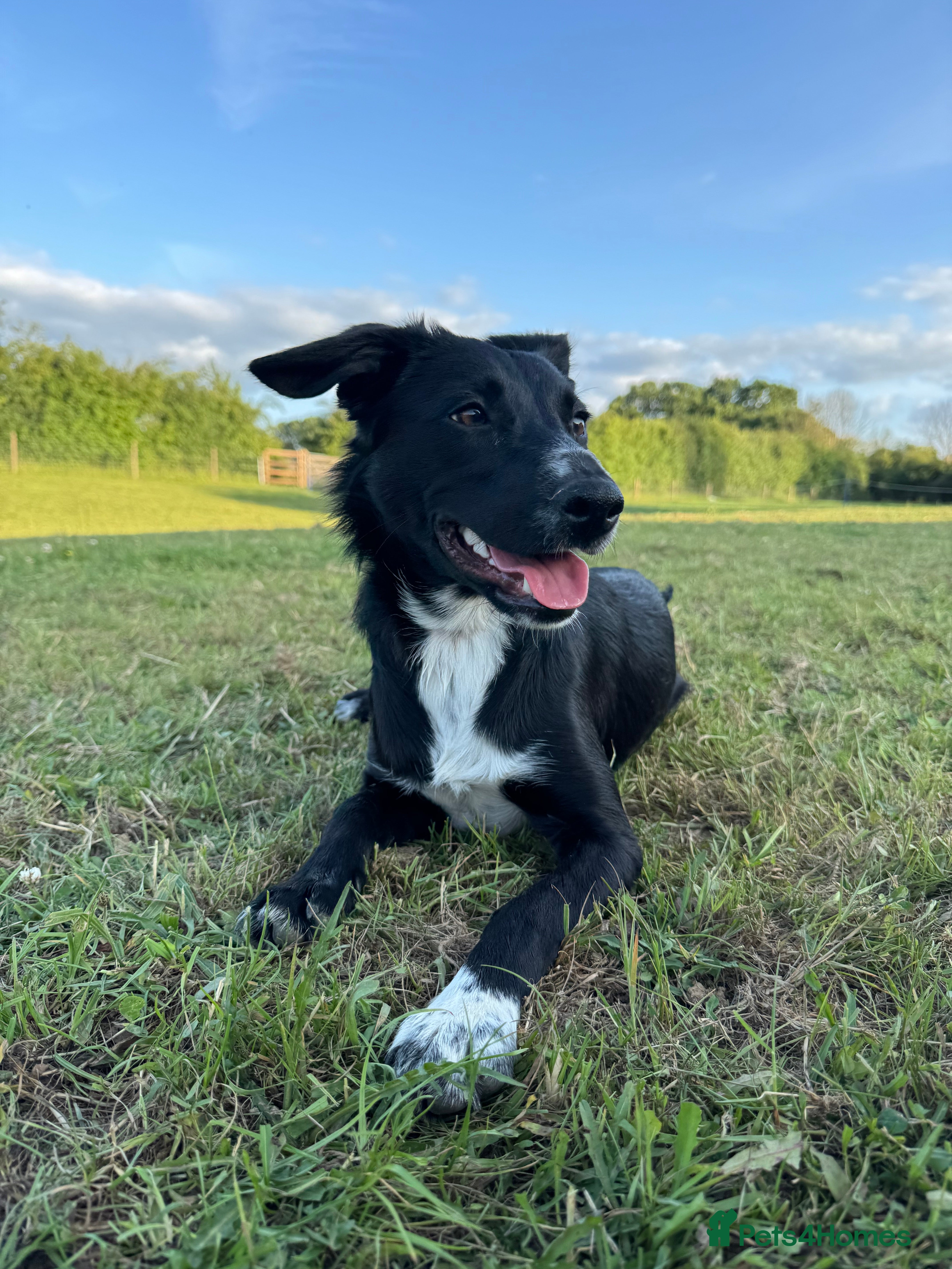 Mixed Breed dogs Collie x Cocker spaniel  - Advert 14