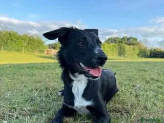 Mixed Breed dogs Collie x Cocker spaniel - Advert 15