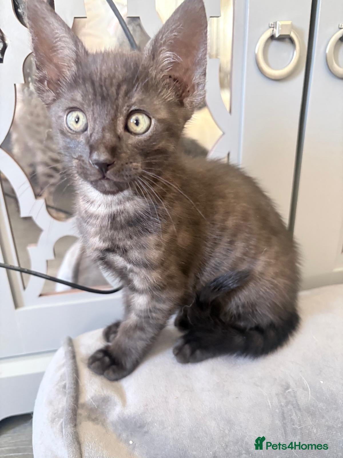 Mixed Breed cats for sale: Savannah mixed kittens - Advert 15