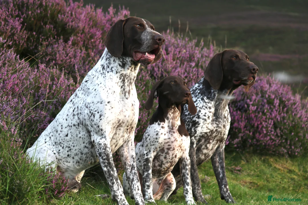 German Shorthaired Pointer dogs for stud: Excellent example Gsp kc and health tested. STUD in Lancaster - Advert 4