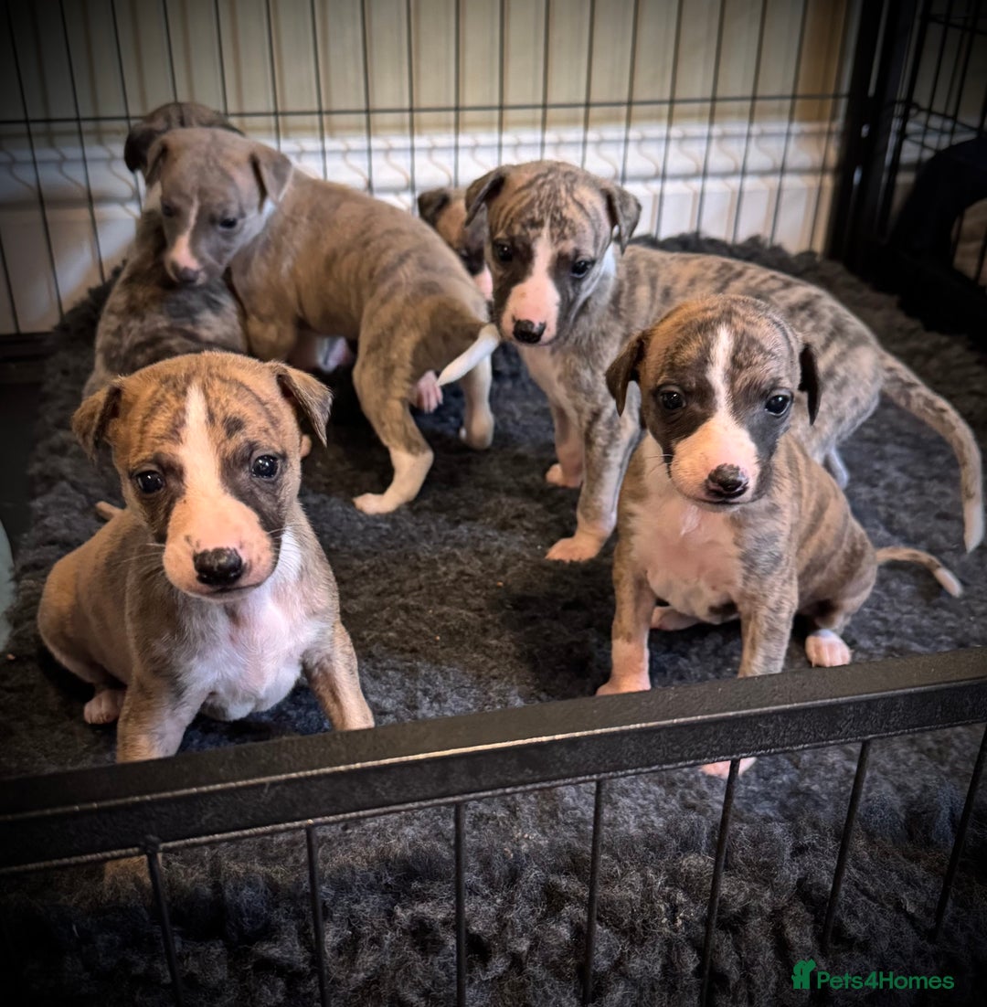 Whippet dogs for sale: Beautiful KC Whippet pups 5 boys - Image 2