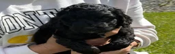Sproodle dogs for sale: ADORABLE SPROODLE PUPPIES - Advert 3