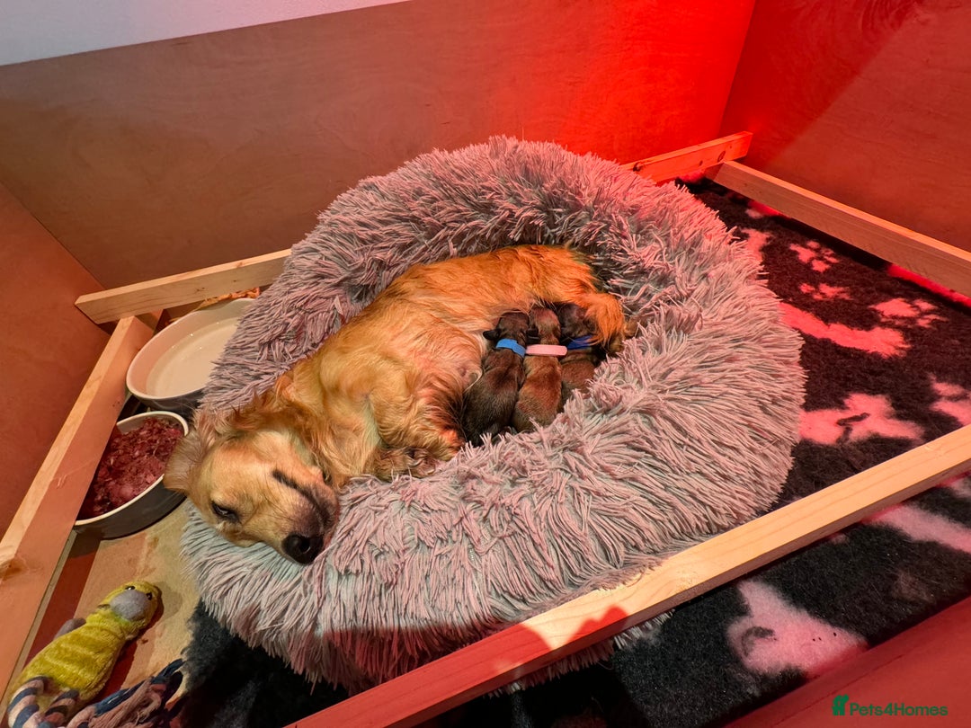 Miniature Dachshund dogs for sale: Reservation list now open! - Image 3