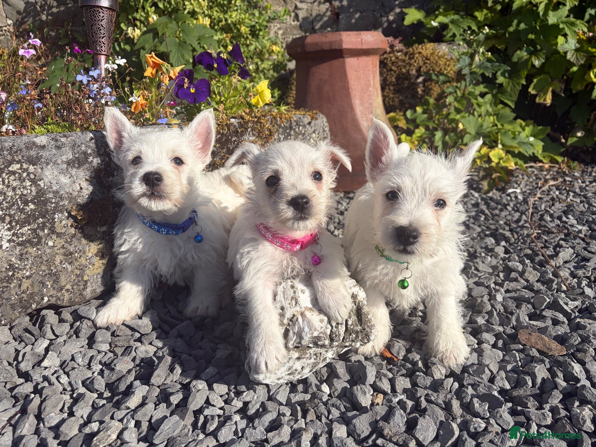 West Highland Terrier dogs Gorgeous West Highland Terrier Puppies - Advert 2